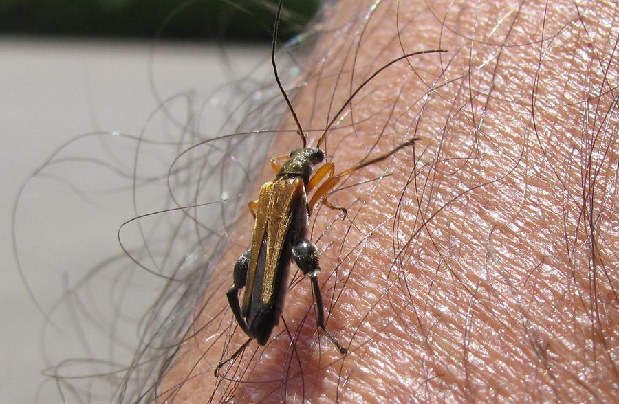 Oedemera sp